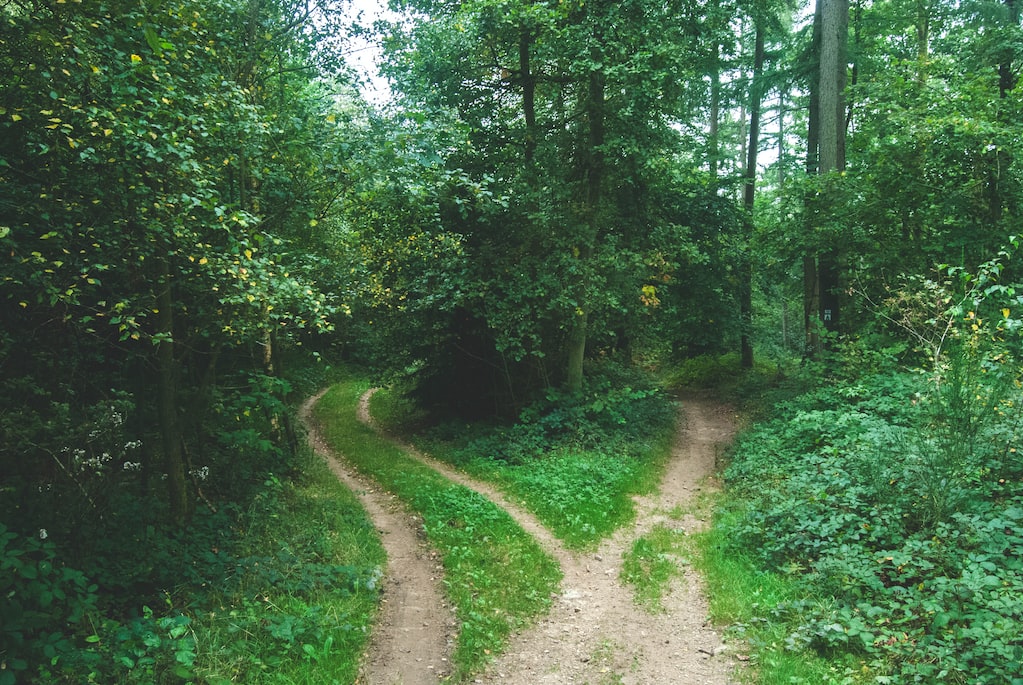 Forking forest path